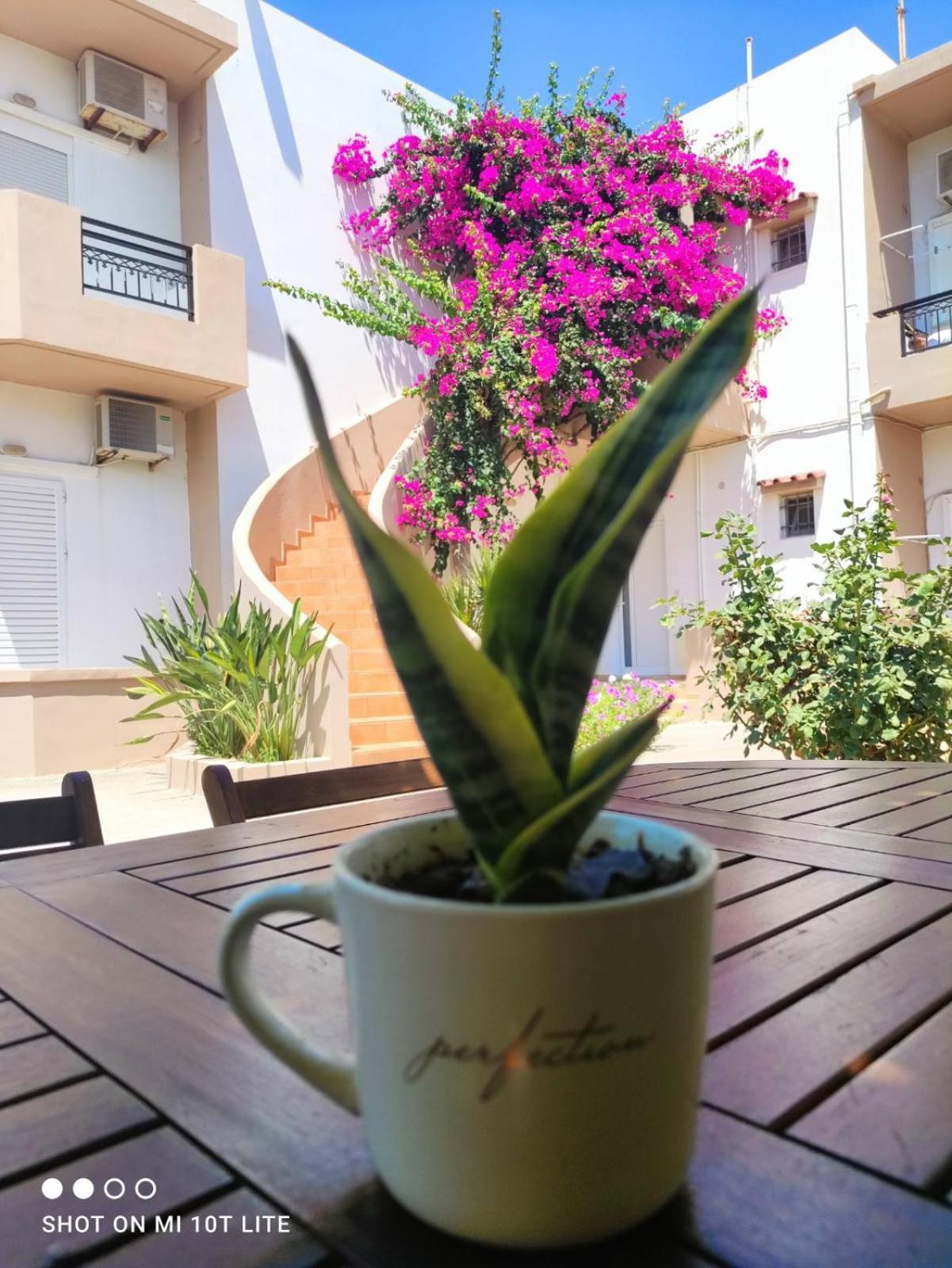 Yannis Apartments Amoudara Lasithiou エクステリア 写真
